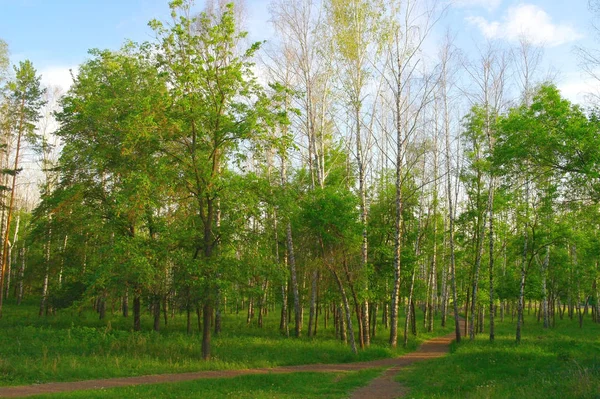 Paysage Été Dans Boucherie — Photo