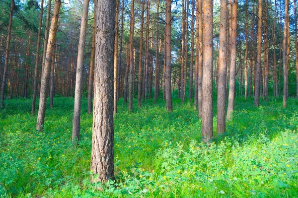 Gyönyörű Nyári Táj Erdőben Fenyőkkel Zöld Fűvel — Stock Fotó