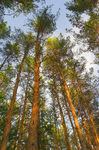 Mavi Gökyüzünde Çam Ağaçları Olan Yaz Doğası — Stok fotoğraf