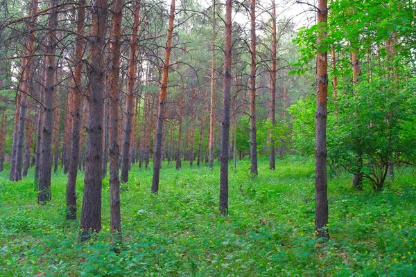 Linda Paisagem Verão Floresta Com Pinheiros Grama Verde — Fotografia de Stock