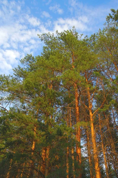 Natureza Verão Com Pinheiros Céu Azul — Fotografia de Stock