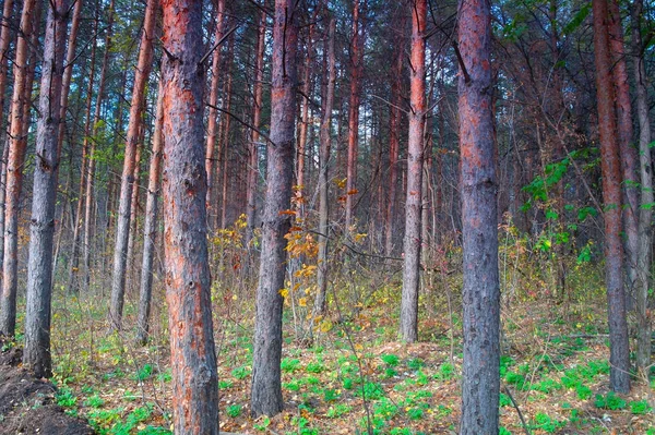 Podzimním Lese Borovicemi Zelenou Trávou — Stock fotografie