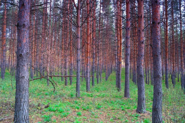 Beau Paysage Dans Forêt Automne Avec Des Pins — Photo