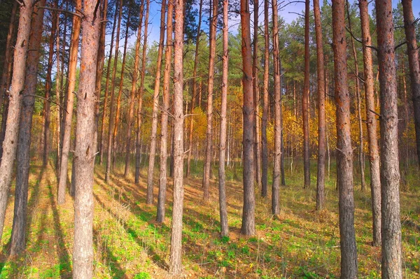 Hermoso Paisaje Bosque Otoño Con Pinos —  Fotos de Stock