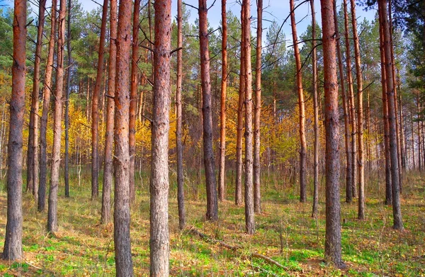 Bela Paisagem Floresta Outono Com Pinheiros — Fotografia de Stock