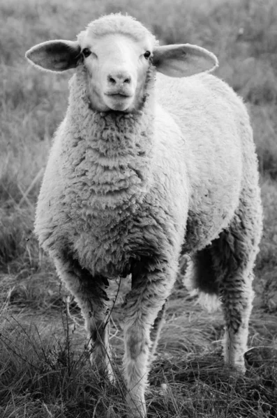 Schafe Auf Der Trupbacher Heide — Stockfoto