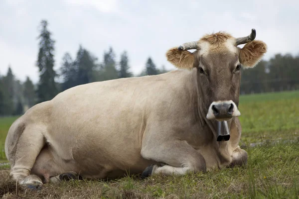 Vaches Dans Paysage Naturel Orientation Sélective — Photo