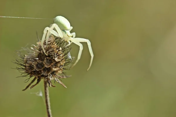 Ποικιλόμορφη Αράχνη Καβουριών Misumena Vatia Σπορόφυτα Του Λάχανου Περιστεριού — Φωτογραφία Αρχείου