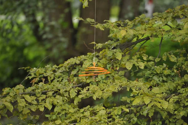 Evergreen Country Busque Herrenhausen Gardens Hanover Alemania 2014 — Foto de Stock