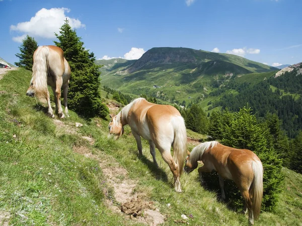 자유롭게 달리는 허핑거 말들은 남부의 언덕에서 여름에 메라노 2000 지역에서 — 스톡 사진