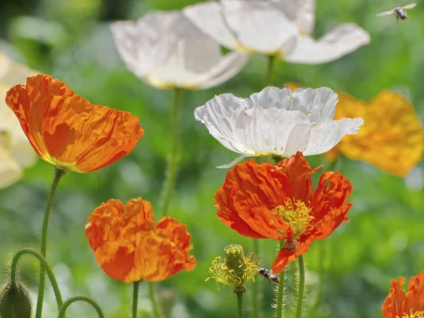 Papoila Ilha Papaver Nudicaule — Fotografia de Stock