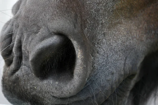 Paardenkop Van Dichtbij — Stockfoto