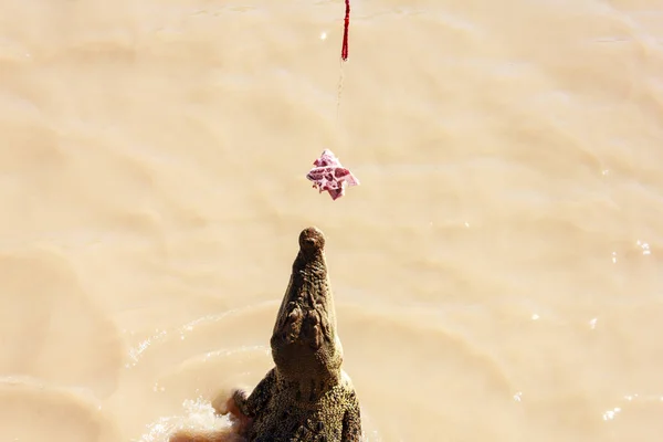 ワニが川の水に飛び込む — ストック写真