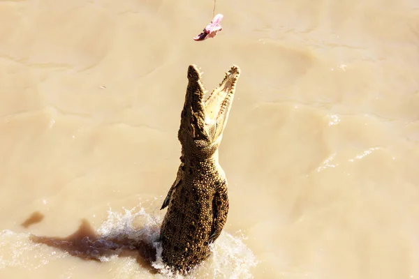 ワニが川の水に飛び込む — ストック写真