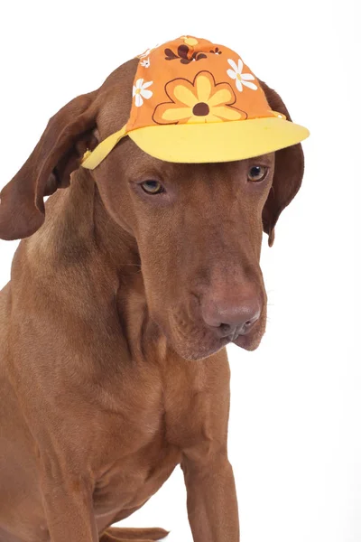 戴着特制夏帽的狗 — 图库照片