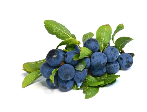 Fresh Blueberries Isolated White Background — Stock Photo, Image