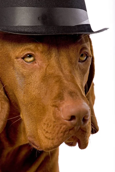 Porträt Eines Reinrassigen Rottweilers Mit Cowboyhut — Stockfoto