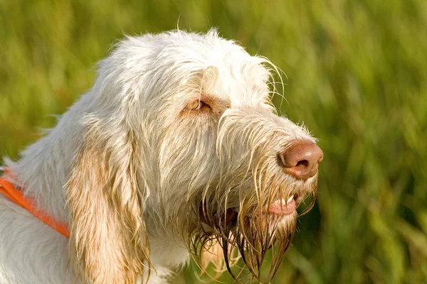 Scenic View Cute Puppy Dog — Stock Photo, Image