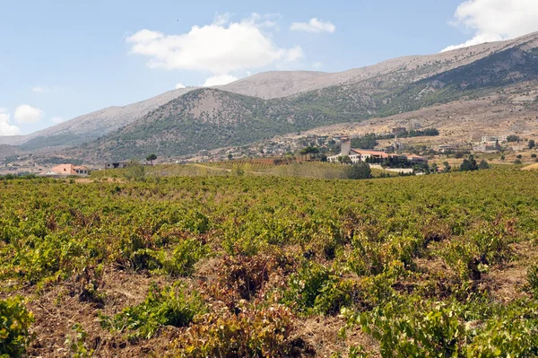 Viticultura Líbano Está Entre Locais Mais Antigos Produção Vinho Mundo — Fotografia de Stock