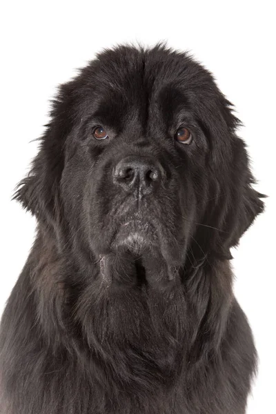 Newfoundland Hund Porträtt Vit Bakgrund — Stockfoto