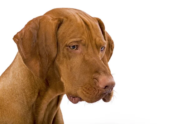 Cute Hungarian Pointer Dog Portrait Isolated White — Stock Photo, Image