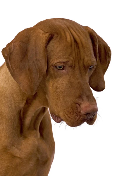Portret Psa Czystej Rasy — Zdjęcie stockowe