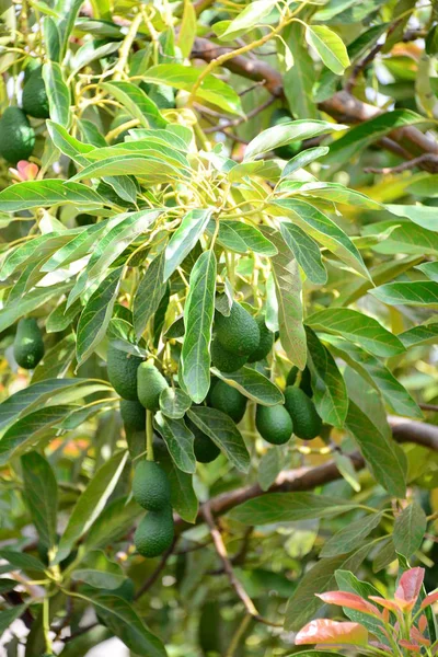 Avocado Albero Foglie Verdi Flora Fogliame — Foto Stock