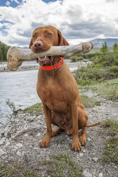 Hund Mit Übergroßem Knochen Maul Freien — Stockfoto