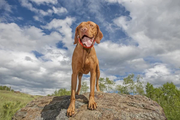 Hungarian Vizsla Коричневий Собака — стокове фото