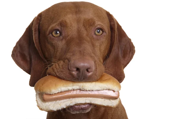 Σκύλος Αντιστέκεται Στον Πειρασμό Φάει Χοτ Ντογκ Στο Στόμα Του — Φωτογραφία Αρχείου