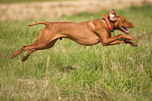 Pointing Dog Jumping Outdoors — Stock Photo, Image