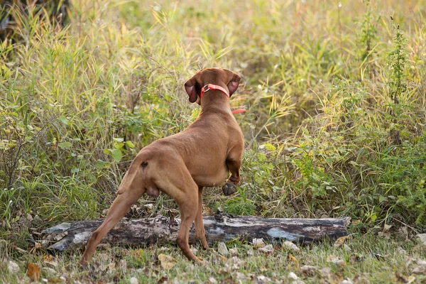 Apontando Cão Trabalhando Campo — Fotografia de Stock