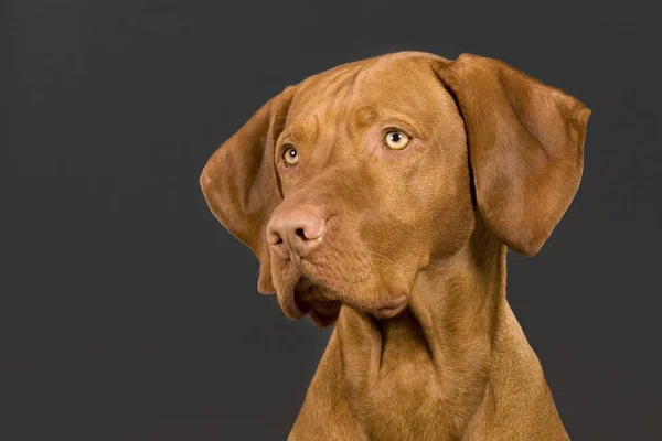 Dog Portrait Dark Background — Stock Photo, Image