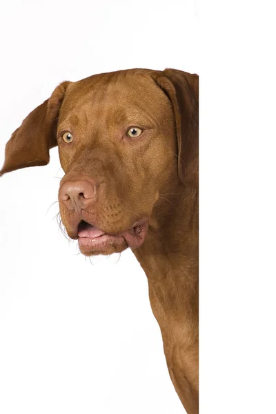 Выглядывание Чистой Породы Висла Собака Изолирована Белом Фоне — стоковое фото