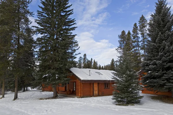 Bosque Nevado — Foto de Stock