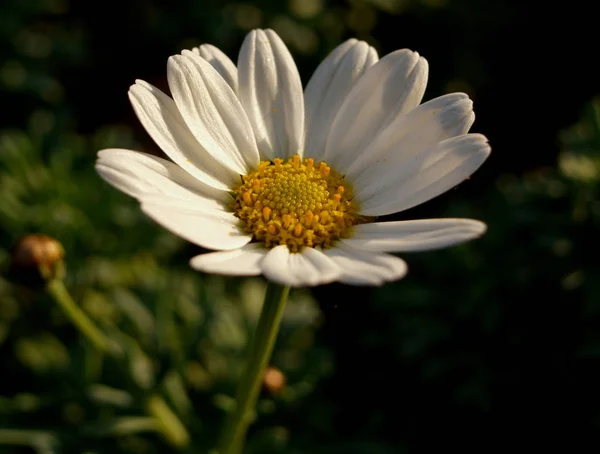 Gänseblümchen Voller Blüte — Stockfoto