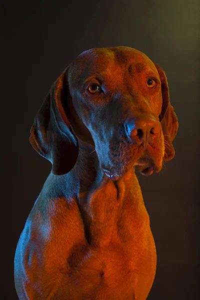 Hundeporträt Mit Blauen Und Roten Lichtern — Stockfoto