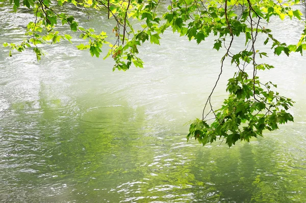 물위에 매달려 나뭇가지들 — 스톡 사진
