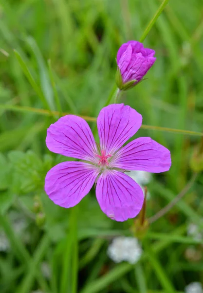 Cranesbill Violeta Roxo Flores Pétalas Flora — Fotografia de Stock