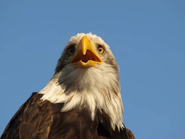 Vacker Utsikt Över Majestätisk Skallig Örn Vild Natur — Stockfoto