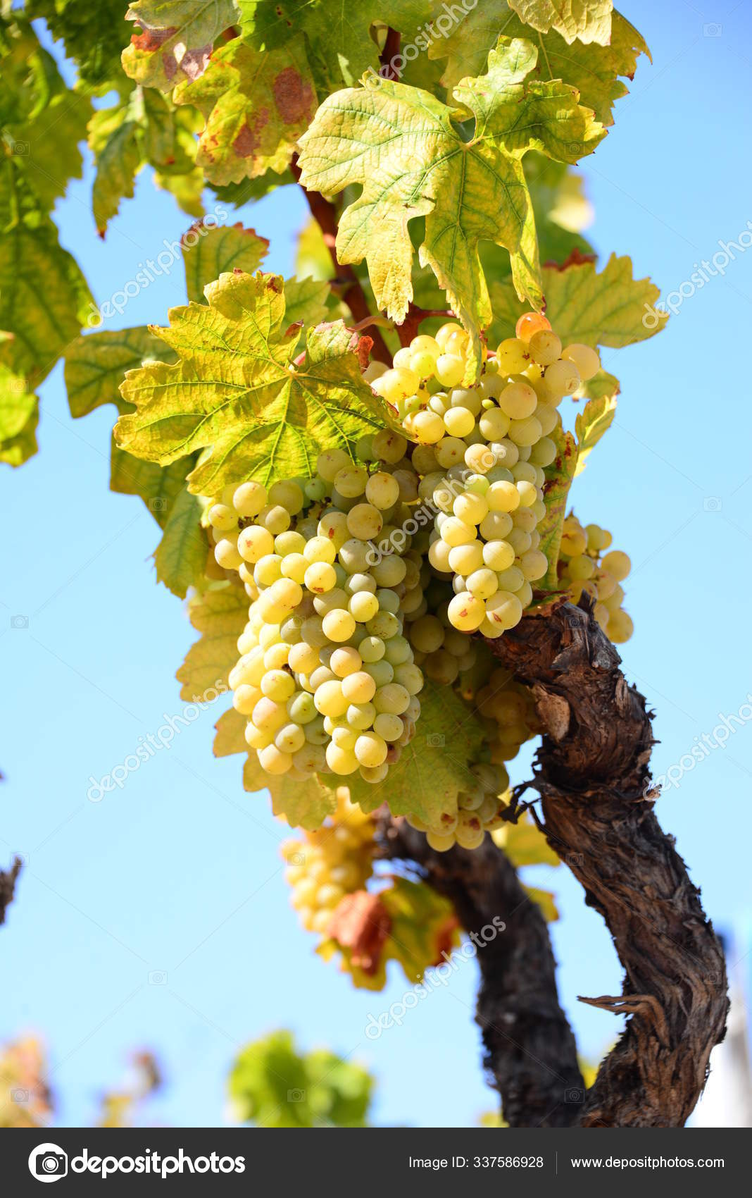 Grapes Berries Grape Fruits Stock Photo by ©PantherMediaSeller 337586928