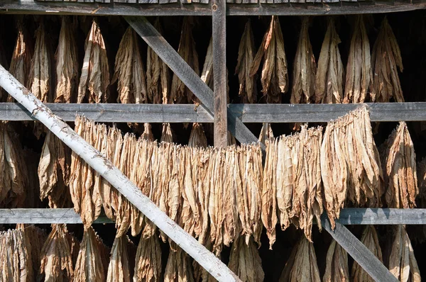 Сушеные Листья Табака Расположении Стержней — стоковое фото