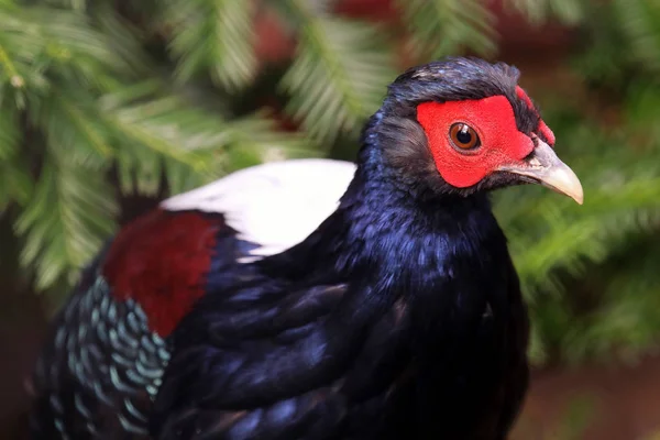 Swinhoe Pheasant Lophura Swinhoii — 스톡 사진