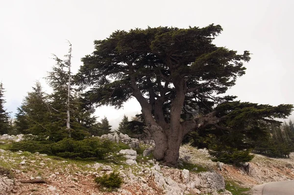 Beautiful View Nature — Stock Photo, Image