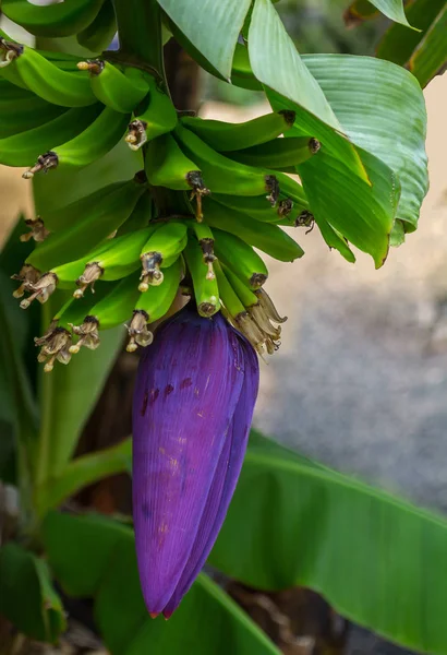 Árvore Flor Banana Flora Folhagem Natureza — Fotografia de Stock