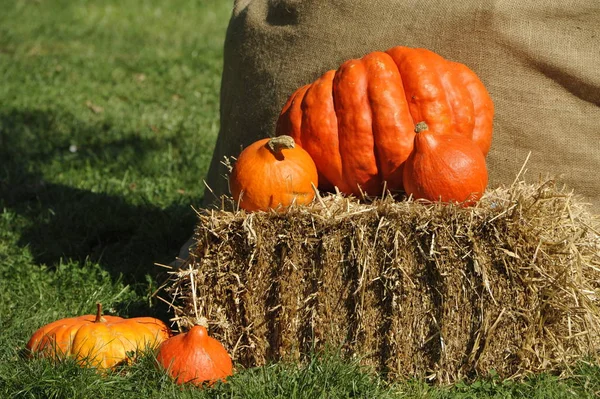 Pumpkin Evergreen Country Look Herrenhausen Gardens Hanover Alemanha — Fotografia de Stock