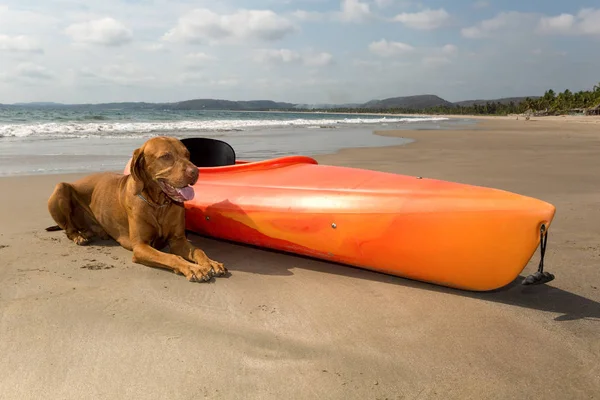Cão Que Coloca Besid Mar Caiaque Praia — Fotografia de Stock