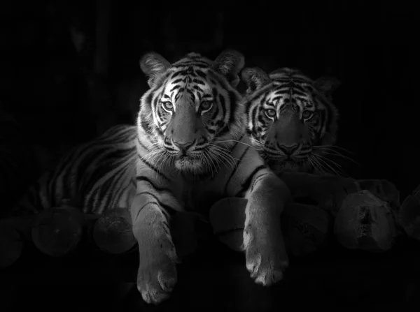 Tigre Acqua — Foto Stock