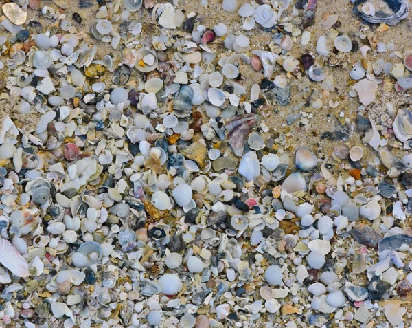 Zee Schelp Het Strand — Stockfoto