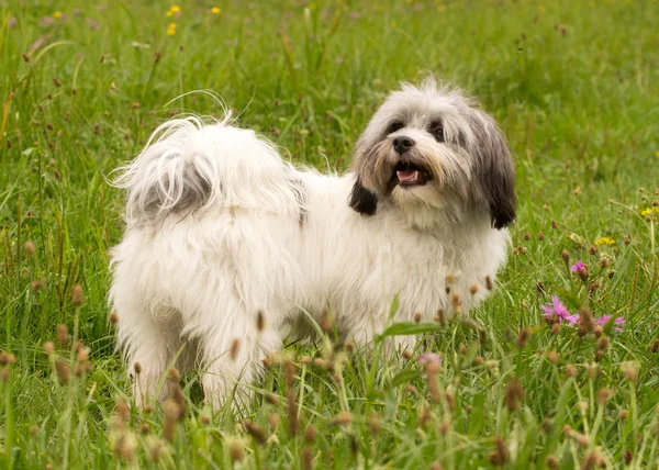Weißer Havanischer Hund Gras — Stockfoto